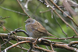 Pokrzywnica (Prunella modularis)