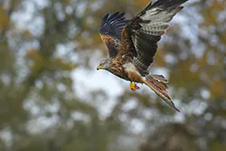 Red Kite (Milvus milvus)