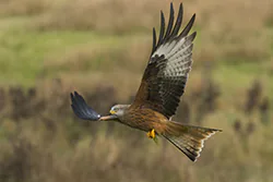 Kania ruda (Milvus milvus)