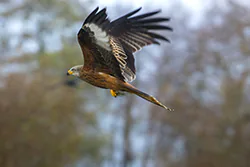 Kania ruda (Milvus milvus)