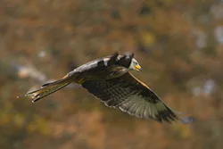 Kania ruda (Milvus milvus)
