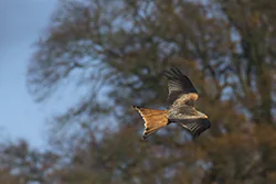 Kania ruda (Milvus milvus)