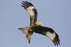 Kania ruda (Milvus milvus)