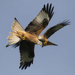 Kania ruda (Milvus milvus)