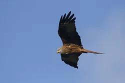 Kania ruda (Milvus milvus)