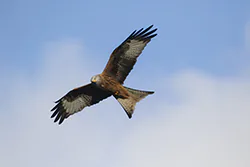 Red Kite (Milvus milvus)