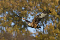 Kania ruda (Milvus milvus)