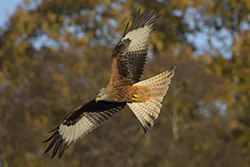 Kania ruda (Milvus milvus)