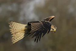 Kania ruda (Milvus milvus)