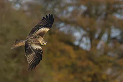 Kania ruda (Milvus milvus)
