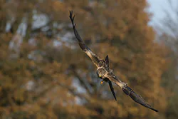 Red Kite (Milvus milvus)