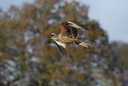 Kania ruda (Milvus milvus)