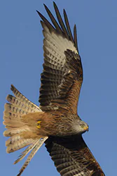 Red Kite (Milvus milvus)