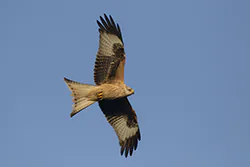 Kania ruda (Milvus milvus)