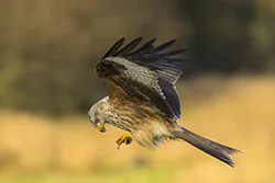 Kania ruda (Milvus milvus)