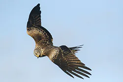 Kania ruda (Milvus milvus)