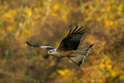 Kania ruda (Milvus milvus)