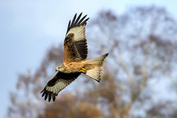 Red Kite (Milvus milvus)