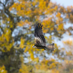 Kania ruda (Milvus milvus)
