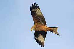 Kania ruda (Milvus milvus)
