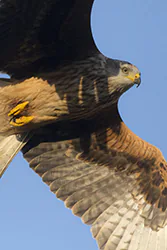 Kania ruda (Milvus milvus)