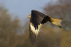 Kania ruda (Milvus milvus)