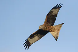 Kania ruda (Milvus milvus)