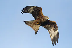 Kania ruda (Milvus milvus)