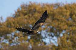 Red Kite (Milvus milvus)