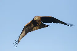 Kania ruda (Milvus milvus)