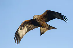 Red Kite (Milvus milvus)