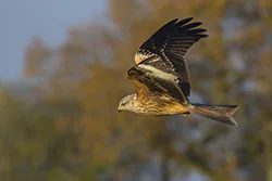 Kania ruda (Milvus milvus)