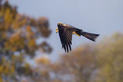 Kania ruda (Milvus milvus)