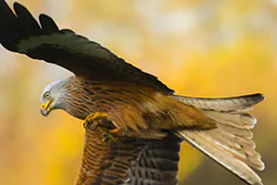 Kania ruda (Milvus milvus)