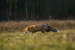 Lis (Vulpes vulpes)