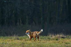 Lis (Vulpes vulpes)