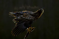 Bielik (Haliaeetus albicilla)