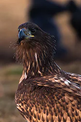 Bielik (Haliaeetus albicilla)