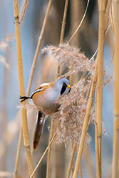 Wąsatka (Panurus biarmicus)