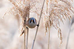 Wąsatka (Panurus biarmicus)