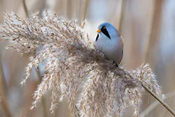 Wąsatka (Panurus biarmicus)