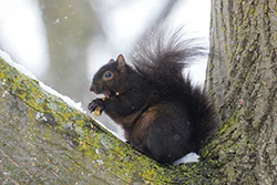 Wiewiórka szara (Sciurus carolinensis)