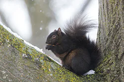 Wiewiórka szara (Sciurus carolinensis)