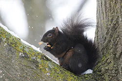 Wiewiórka szara (Sciurus carolinensis)