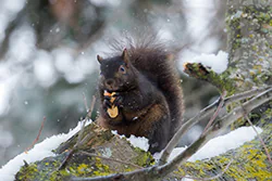 Wiewiórka szara (Sciurus carolinensis)