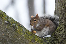 Wiewiórka szara (Sciurus carolinensis)