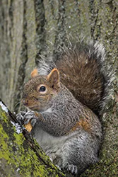 Wiewiórka szara (Sciurus carolinensis)