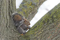 Wiewiórka szara (Sciurus carolinensis)