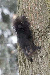 Eastern Gray Squirrel (Sciurus carolinensis)