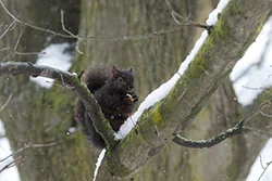 Wiewiórka szara (Sciurus carolinensis)